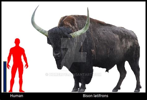 Bison latifrons, an extinct species of bison that lived in North ...