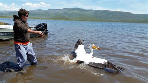 Locally Sourced: Pelican Prefer Native Fish to Sportfish at Utah's ...