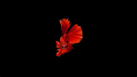 1920x1080 Betta Fish Laptop Full HD 1080P ,HD 4k Wallpapers,Images ...