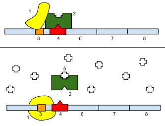 Genetic Mutations