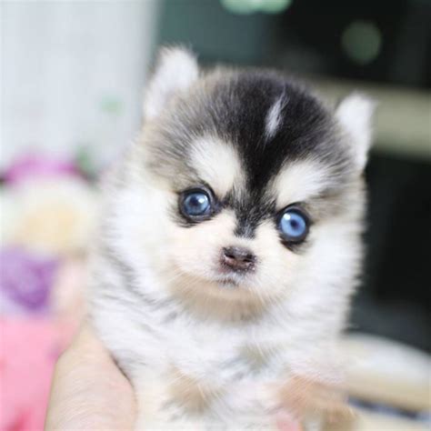 37 Top Pictures Micro Pomeranian Puppies For Sale / Pomeranian Adults ...