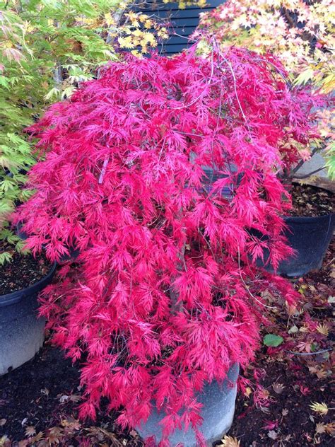 Acer palmatum 'Orangeola' Japanese Maple | Japanese maple tree, Trees ...