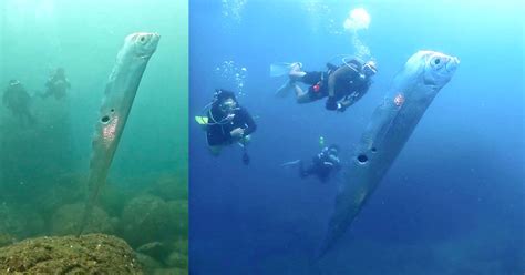 Giant Deep Sea Oarfish is Filmed by Divers in Rare Encounter | PetaPixel