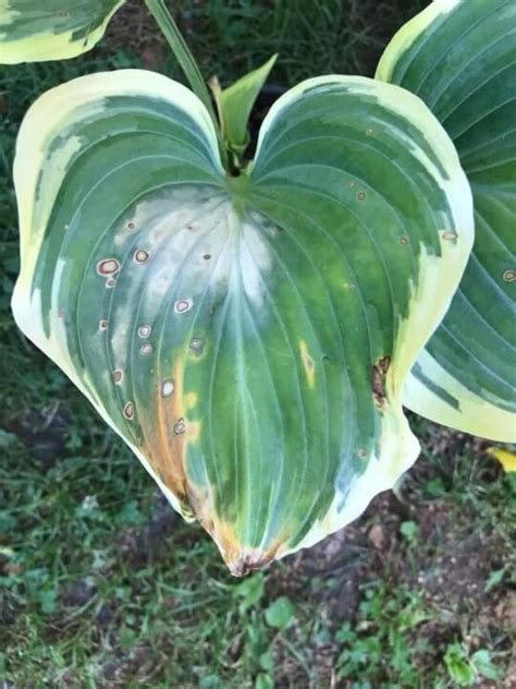 Identifying And Treating 11 Common Hosta Diseases (with Images) - Garden For Indoor