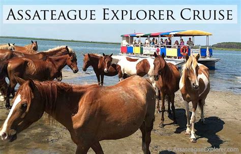 Assateague Island National Seashore Visitor Services