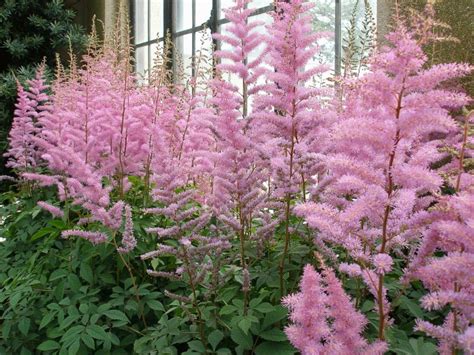 Astilbe Colors - The Stars of a Shade Garden - The Gardening Cook