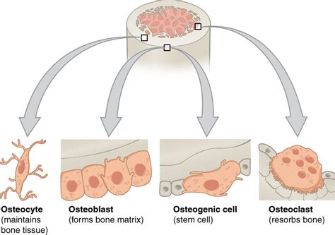 File:604 Bone cells.jpg - Wikimedia Commons