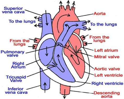 Blood Flow heart diagram labeled helps you understand the structure of human which pumps blood ...