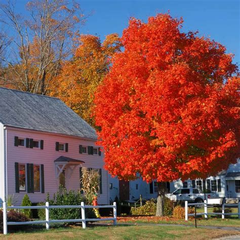 Autumn Blaze® Red Maple Tree | Red maple tree, Autumn blaze maple, Shade trees