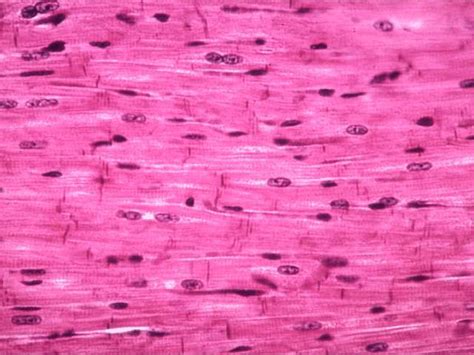 cardiac muscle | Cells and tissues, Cardiac muscle cell, Smooth muscle tissue