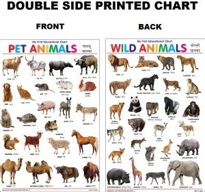 Both Side Printed Pet and Wild Animals Charts for Kids | Learn about ...