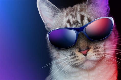 Gato con gafas de sol (79127)