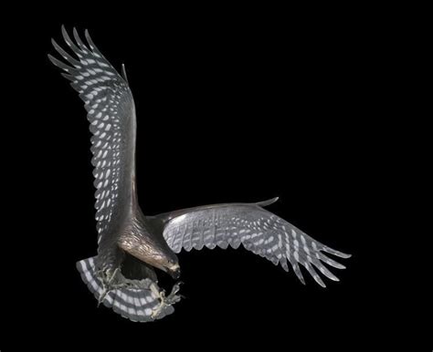 Haast's eagle - Alchetron, The Free Social Encyclopedia