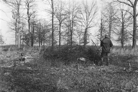 Restoring the Tradition of Quail Hunting - The New York Times