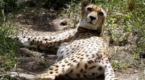 Endangered Saharan Cheetah Filmed in Algeria for First Time in a Decade | 👍 LatestLY