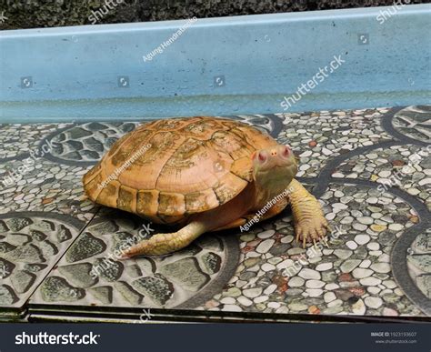 Turttle Yellow Albino Ground Stock Photo 1923193607 | Shutterstock