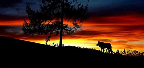 Wolf Howling Sound Effect Free | Animal Sounds