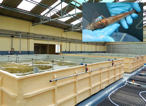 Broodstock center in India supports domestic shrimp-farming industry ...