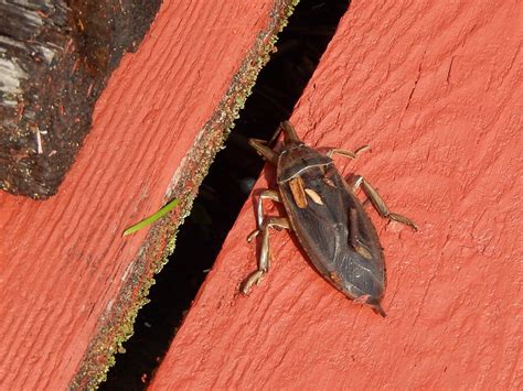 Powell River Books Blog: Coastal BC Insects: Giant Water Bug