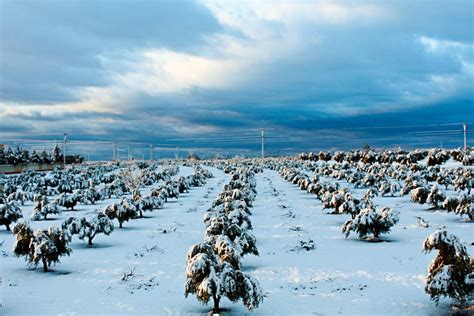 Snow Covered Plants in a Field · Free Stock Photo