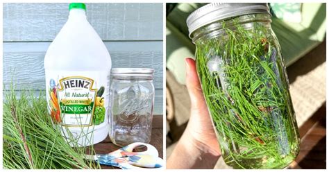 DIY Pine Needle Cleaner (Homemade Pine Sol) - The Soccer Mom Blog