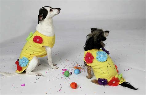 4 easy, no-sew DIY dog costumes for Fiesta