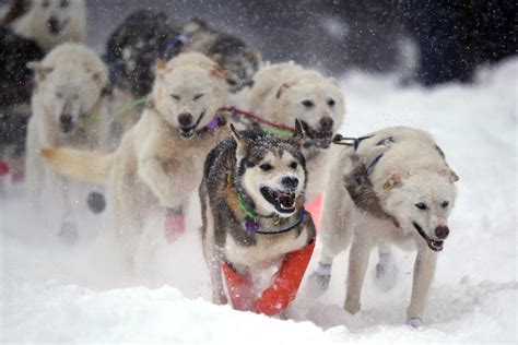 Ancient sled dogs helped ice-age humans conquer the cold