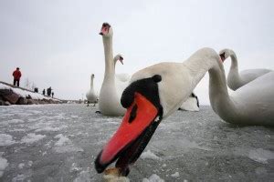 Winter at Lake Balaton: Two photos – Pannonland.com