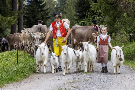 Switzerland Cow Festival: The Best Places to See the Swiss Cow Parades