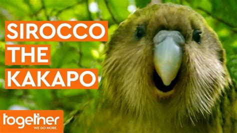 Sirocco the Kakapo Gets Frisky with Mark Carwardine | Last Chance to See - YouTube