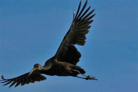 22 Birds with Long Wingspans (Pictures and Info) - Wildlife Informer