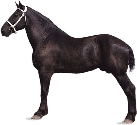 Black Percheron Horse