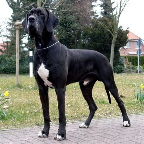 Labradane (Great Dane and Lab Mix)