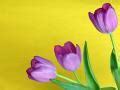 Some purple tulips and copy space Creative Commons Stock Image