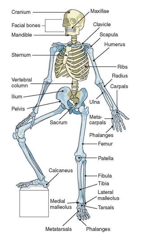 Musculoskeletal System Structure | MedicineBTG.com