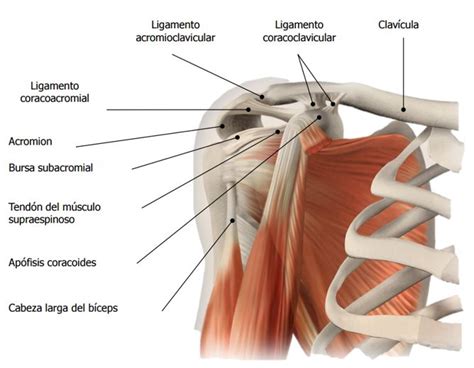 Partes Del Hombro | Images and Photos finder