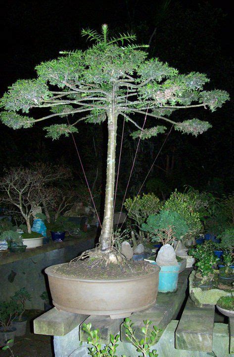 bonsai araucaria | Árvores bonsai, Bonsai, Plantae