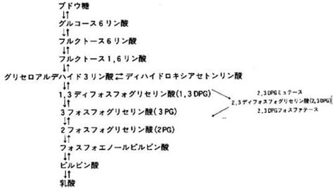 2,3DPGの化学｜諏訪先生の血液ガス博物館｜ラジオメーターの学術情報サイト www.acute-care.jp