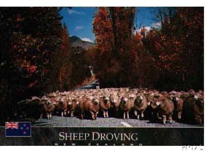 Sheep Images: Nz Sheep Droving