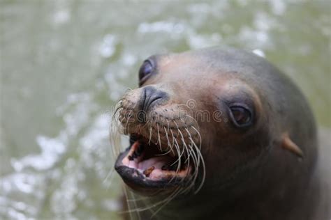 Harbor Seal Open Mouth Stock Photos - Free & Royalty-Free Stock Photos ...