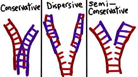 Conservation of Genetic Material — DNA Replication - Expii