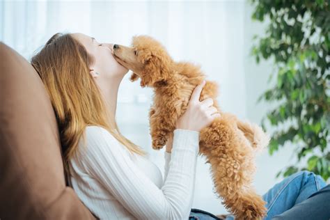 Is the Human-Canine Bond Unique? – American Kennel Club