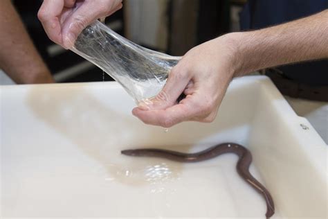 The US Navy's new wonder material is synthetic hagfish slime