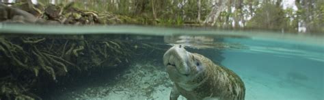 Experience Three Sisters Springs Kayaking