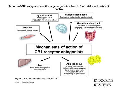 Receptors, Cannabinoid; Cannabinoid Receptor; Cannabinoid Receptors