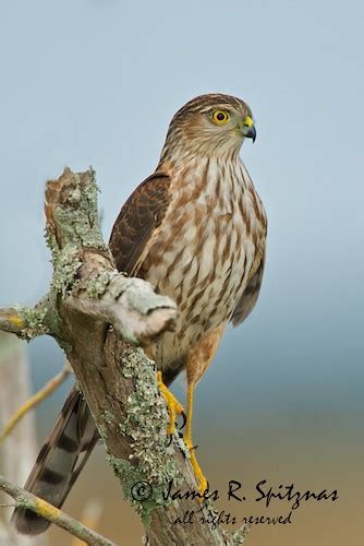 Sharp-shinned Hawk (juvenile) - Accipiter striatus | Flickr - Photo Sharing!