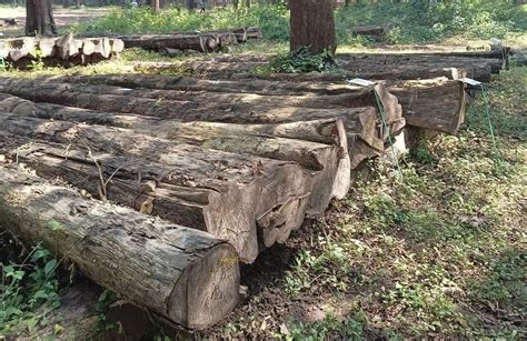 Nilambur Forest Teak Wooden Logs at Rs 2500/cubic feet | Indian Sagwan Wood in Malappuram | ID ...