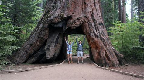 Giant Sequoia ‘Tunnel Tree’ in California Is Toppled by Storm - The New York Times