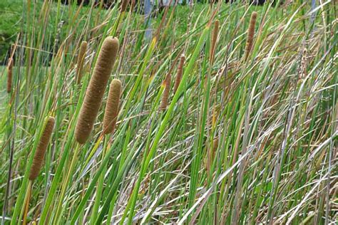 Recommended Native Grasses for Virginia's Central Rappahannock Region