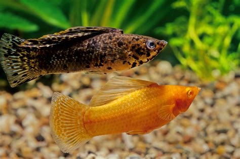 Molly Fish Care Guide: Complete Fact Sheet, Breeding, Behavior, & More